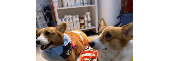 Lillidale @ Pet Expo Fiesta 2025