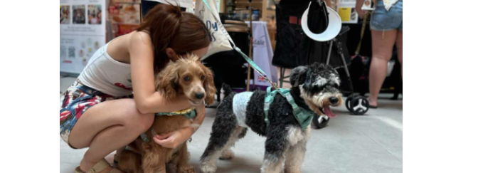Lillidale Animal Health at Paws & Play Festival @ Plantation Plaza